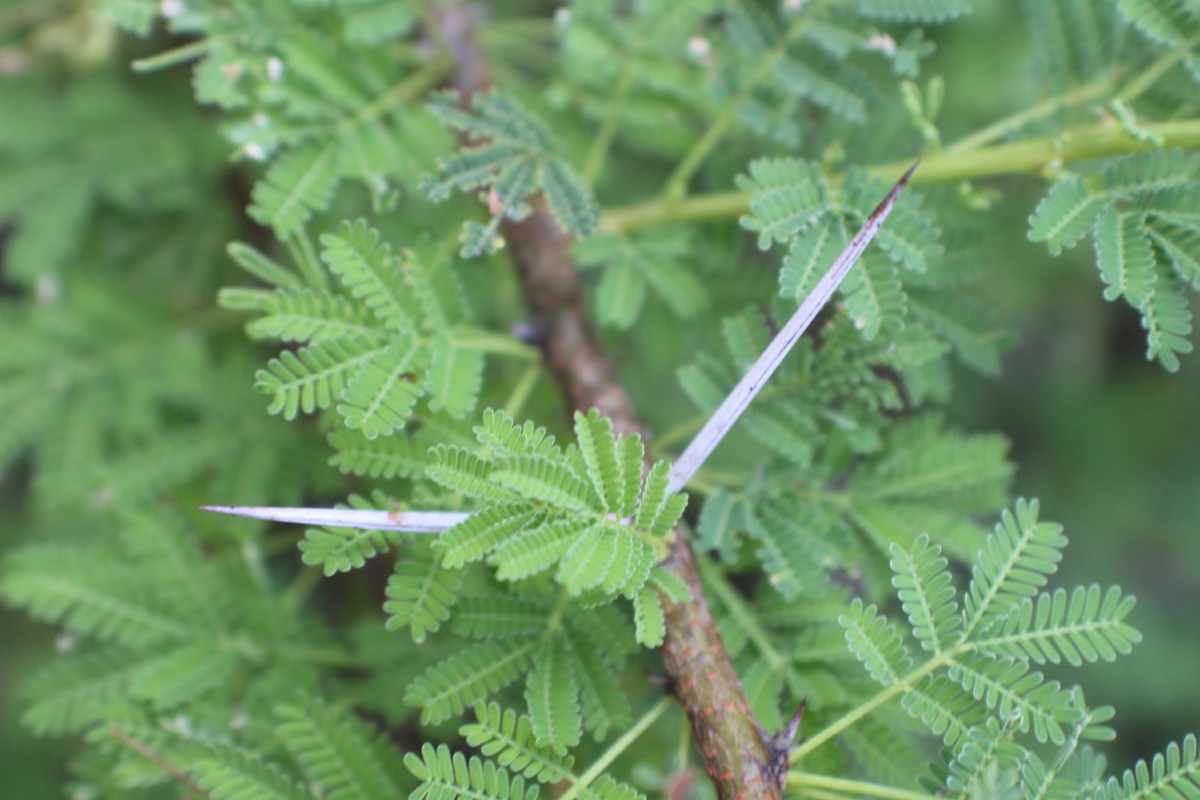 Vachellia planifrons (Wight & Arn.) Ragup., Seigler, Ebinger & Maslin